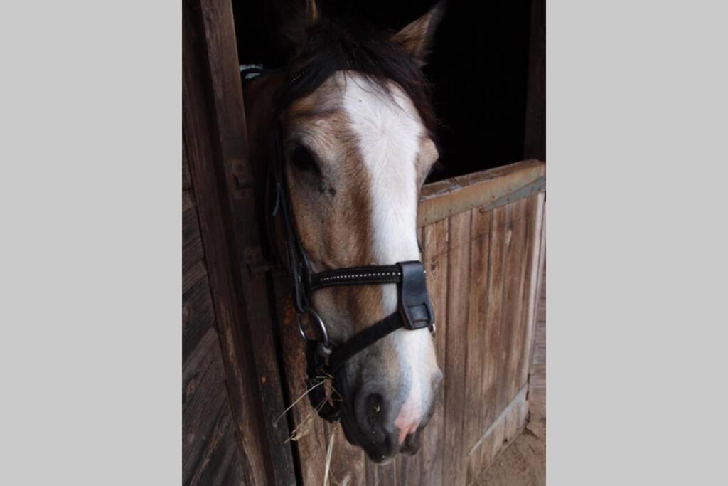 Upper Heath Farm - Stable Cottage Ludlow Craven Arms Luaran gambar